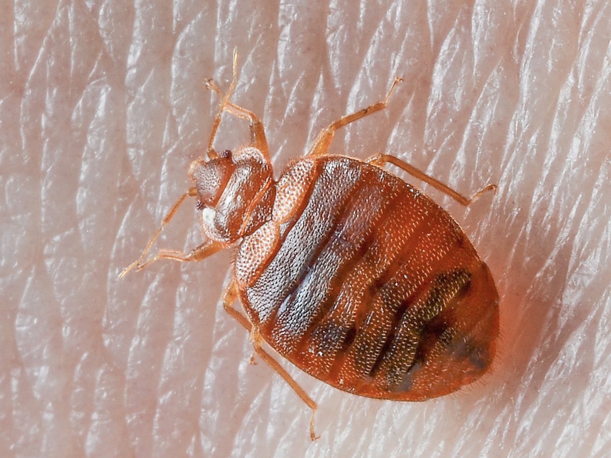 Bed Bugs Control